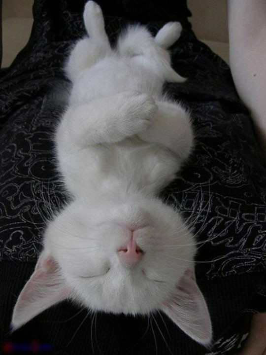 Спим в неожиданных местах и позах