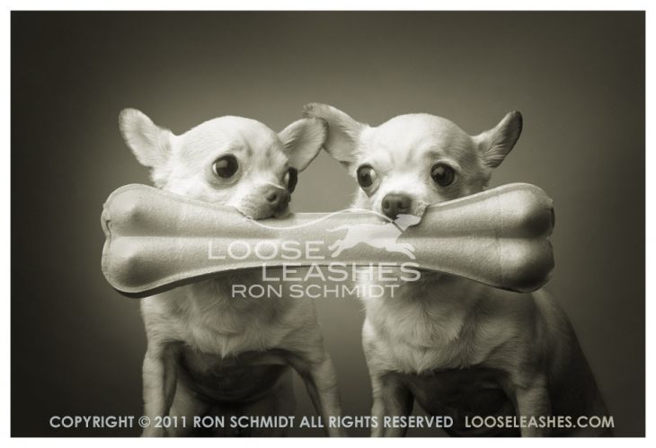 Забавные собаки Рона Шмидта (43 фото)