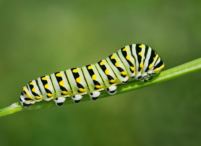 Гусеница черной бабочки Swallowtail.