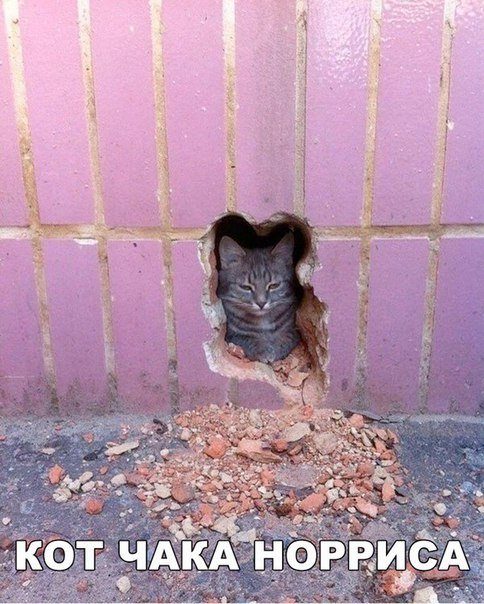Приколы в фотомемах