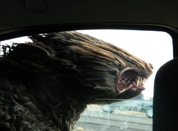Собаки, которые любят прокатиться с ветерком авто