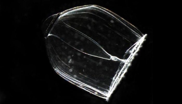 Гидроид  (медуза) : строение, размножение, физиология