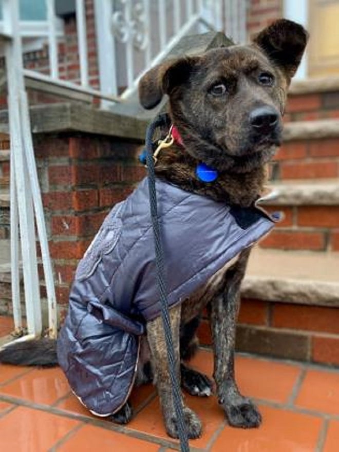 Пес на поводке