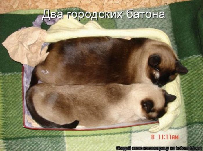 Устал, как собака? Отдохни, как кошка! Устал, как собака? Отдохни, как кошка!