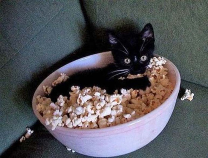 Коты, которые предпочитают необычные места обитания Коты, которые предпочитают необычные места обитания веселые картинки