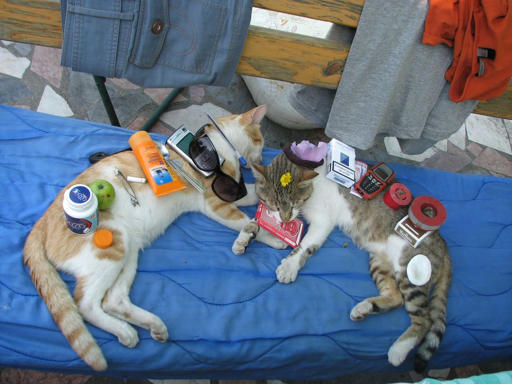 Image result for things on cats