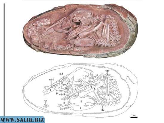 Найденный в яйце детеныш динозавра перевернул представления ученых