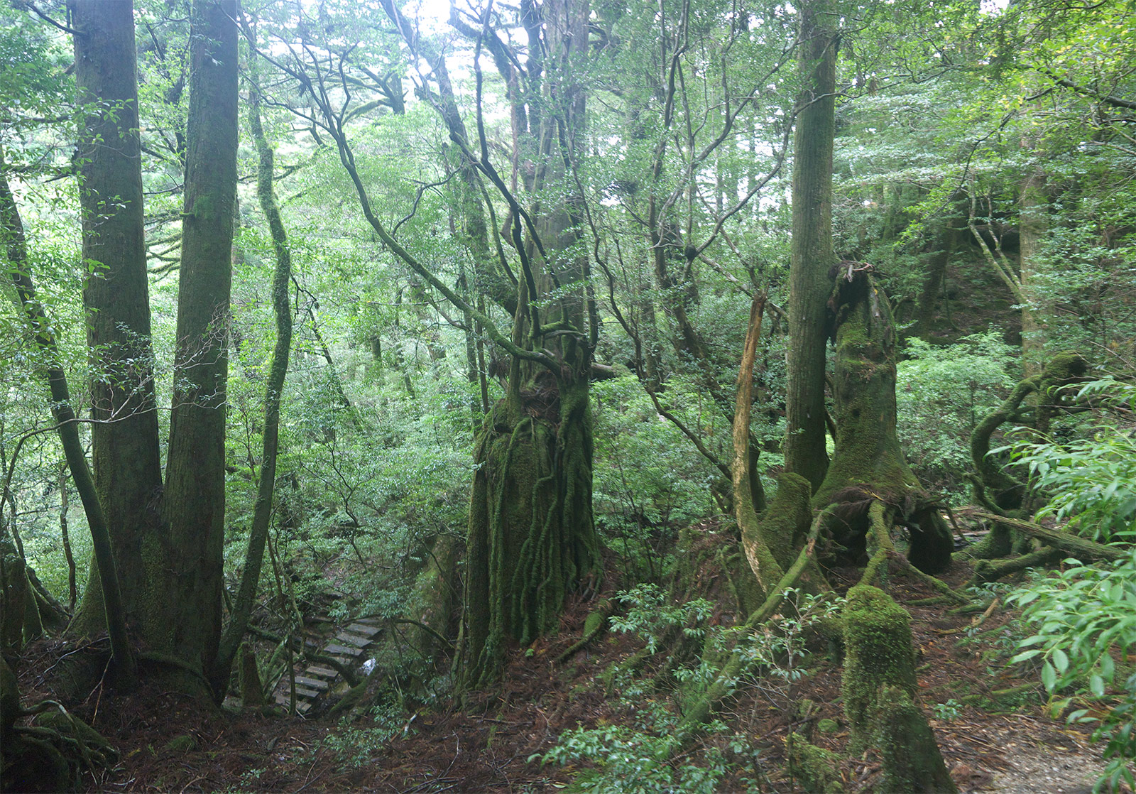Япония, Якусима, остров, якушима, yakushima, лес, yakusugi land, кедр, мох, поход, зеленый, дерево, тропинка