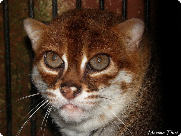 Суматранская кошка (лат. Prionailurus planiceps)