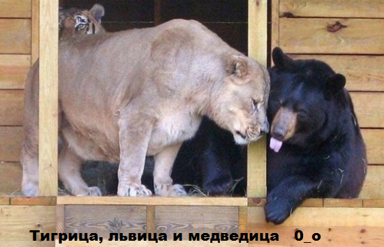ЖИЗНЬ ЖИВОТНЫХ  Сначала, милота, настроения             , жизненные, ситуации                                                               