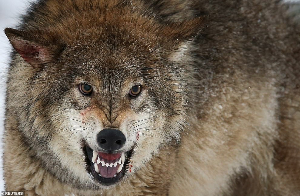 Охота на волков в Казахстане волков, волки, Казахстане, деревья, деревьям, давали, появились, снова, оленей, поголовье, уменьшить, которых, задача, самок, самцов, кустарникам, взрослых, бобры, парка, национального