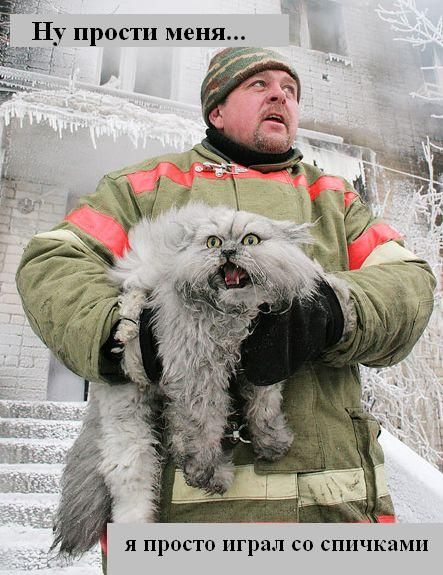 Зверьё моё... веселые картинки,животные,позитив,Смешные животные