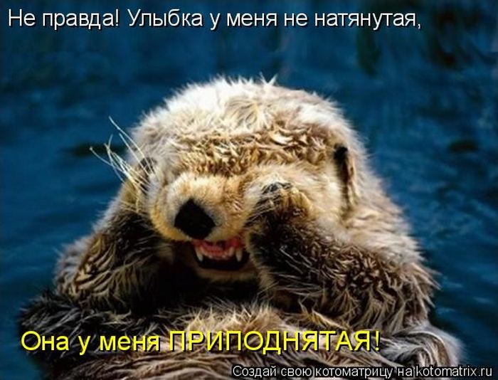 Устал, как собака? Отдохни, как кошка! Устал, как собака? Отдохни, как кошка!