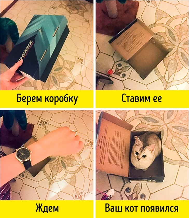 Доказательства того, что быть котом — настоящее искусство 