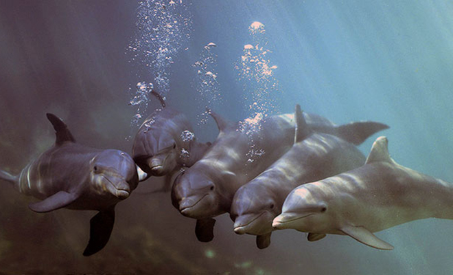Дельфин притворился акулой и сделал вид, что охотится рядом с людьми: видео перед, дельфины, огромной, акулы, Туристы, точности, научилась, парочка, положение Эта, неловкое, охотничьи, человека, поставить, иначе, както, пловцом, пародировать, повадки, неожиданно, мелководье