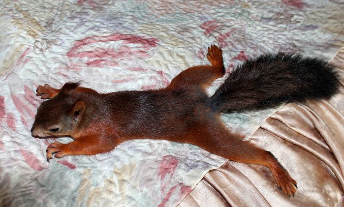 Животные, белка, позитив