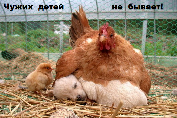 ЖИЗНЬ ЖИВОТНЫХ  Сначала, милота, настроения             , жизненные, ситуации                                                               