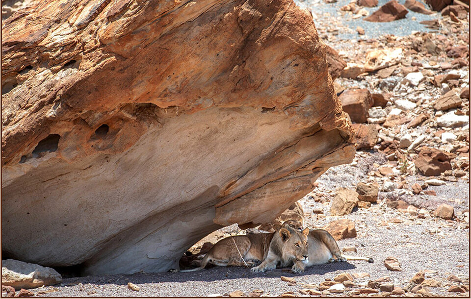 Два пустынных льва во время сиесты.