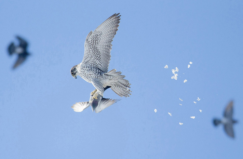 Победители птичьего 
конкурса Audubon 
Photography Awards 
2015