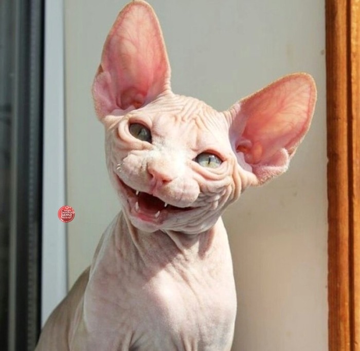 Собрался на рыбалку. Не смог найти сигареты. Взял сигареты сына. Через час поймал трех дельфинов, двух акул и одно лохнесское чудовище веселые картинки