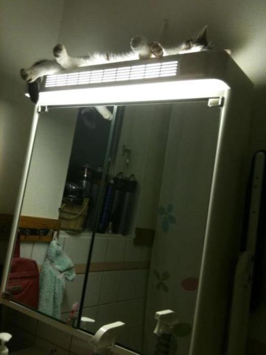 Коты, которые предпочитают необычные места обитания Коты, которые предпочитают необычные места обитания веселые картинки