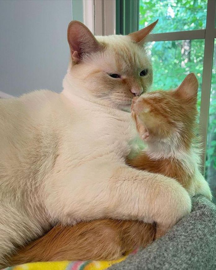 Без кота и жизнь не та