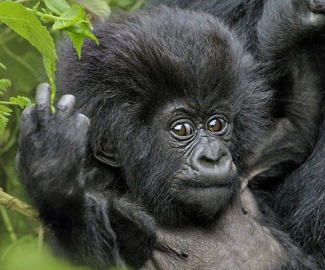 these_funny_animals_515_640_33 (640x531, 83Kb)