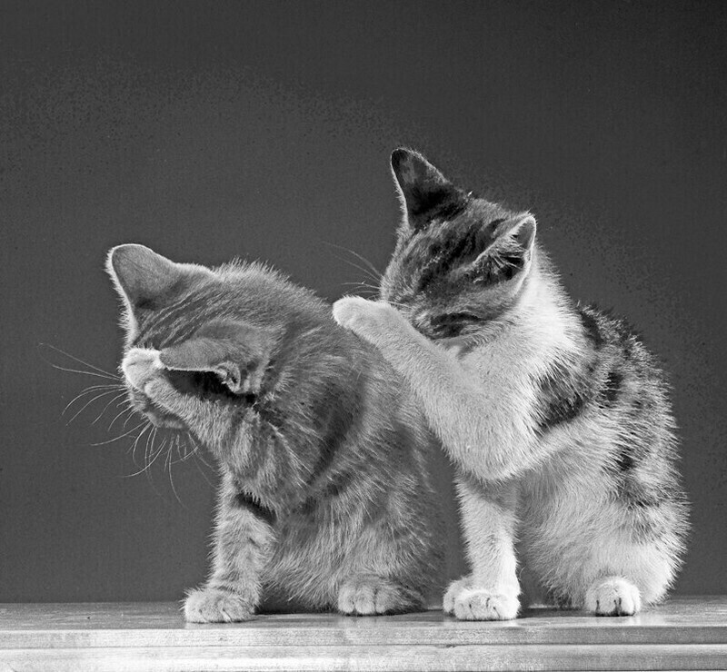 15 работ фотографа, который 75 лет снимал кошек 15 работ фотографа, который 75 лет снимал кошек снимал, который, фотографа, работ, котенка, коты15, Уолтер, кошекУолтер, начал, постоянно, снимки, кошек, принесли, именно, кошекЧандоха, стали, появилась, домой, локомотивом, сравнила