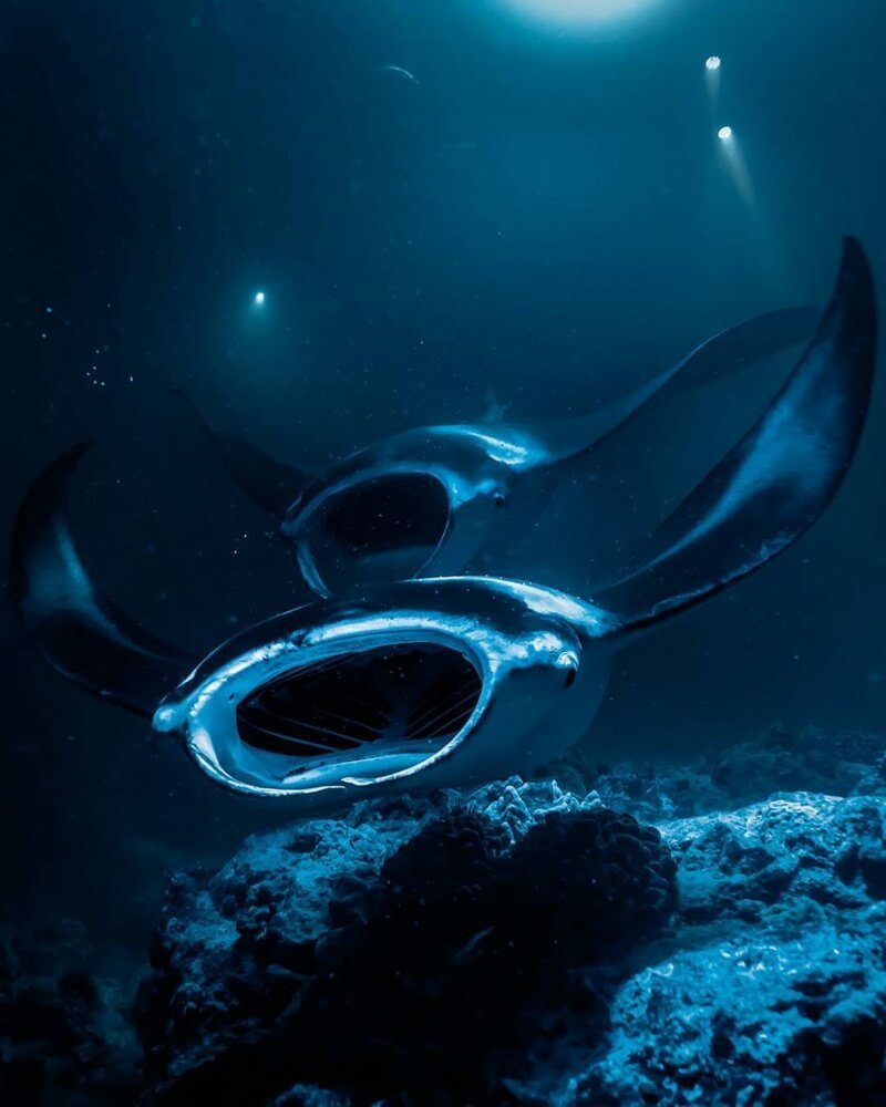"Большой и синий океан": фотограф-фридайвер показал удивительную серию подводных кадров дайверы, дайвинг, красиво, море, подводные фото, подводный мир, природа, фото