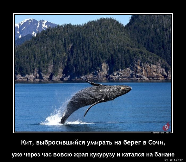 Очередная коллекция демотиваторов для вашего прекрасного предпраздничного настроения! 