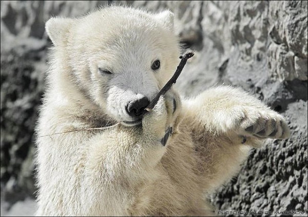 26 (3) (600x423, 140Kb)