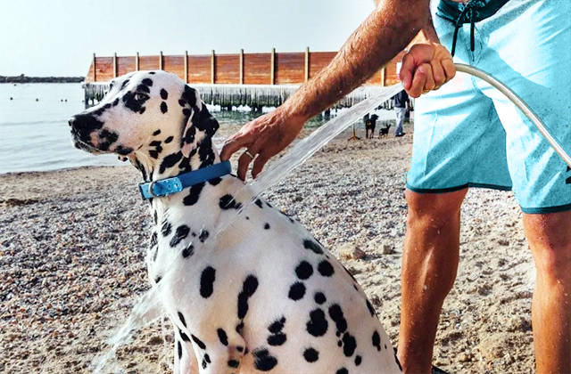пляжный душ для собак тель-авив