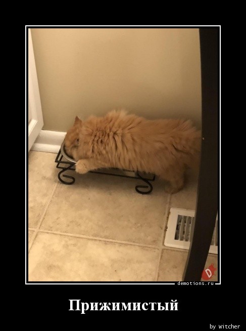 Демотиваторы на любой вкус: «Заменив утренний кофе…»  