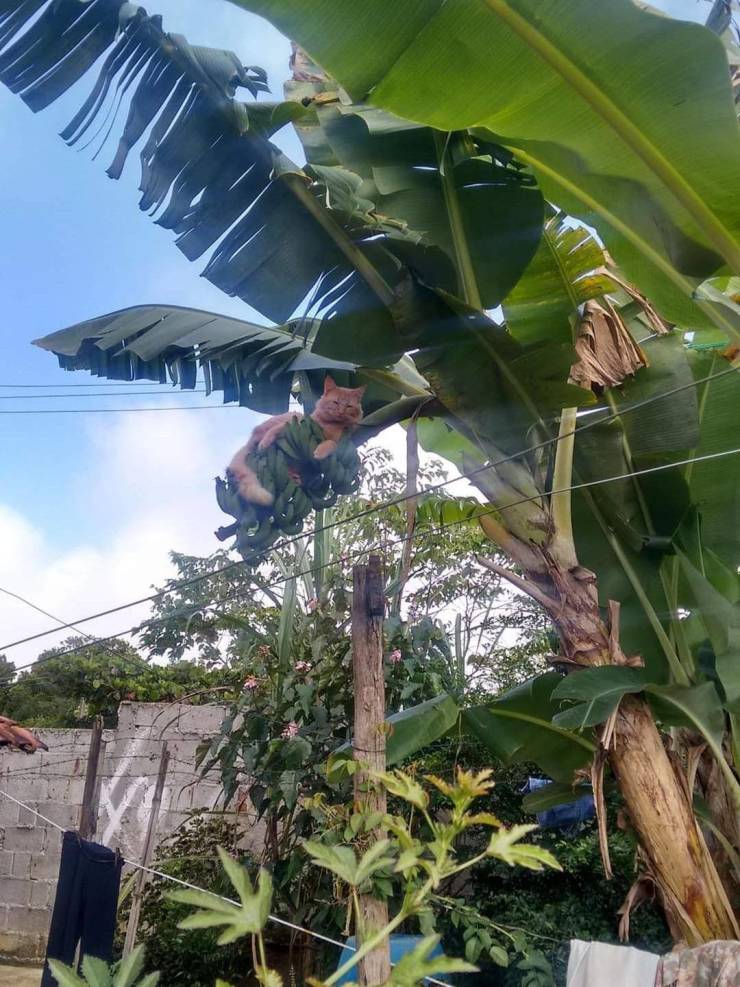 Подборка прикольных картинок  приколы,смешные картинки,юмор