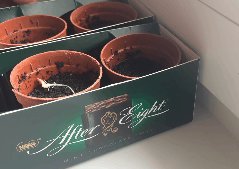 Экспресс-метод выращивания рассады огурцов: быстрее просто не бывает! огород,огурцы,рассада