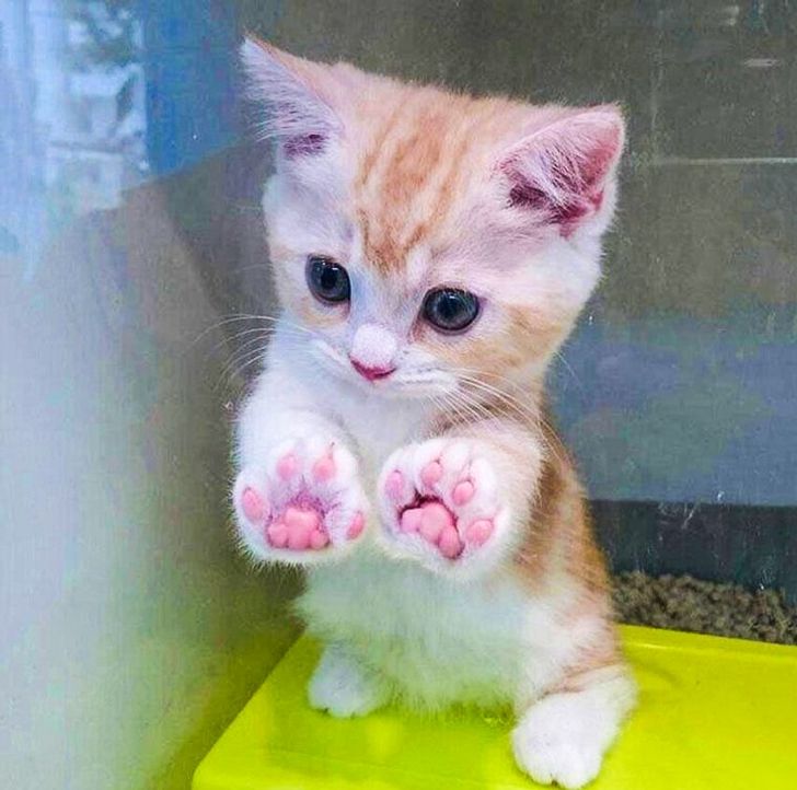 Без кота и жизнь не та Без кота и жизнь не та спасет, животное, спасёт, припёрсси , такую, свободу , хочет , режут, рядом, Потому, слезами , Горькими, плачет , Котэматрёшка Кот, лапки , пострадало , взгляда , планету , последний, Любовь