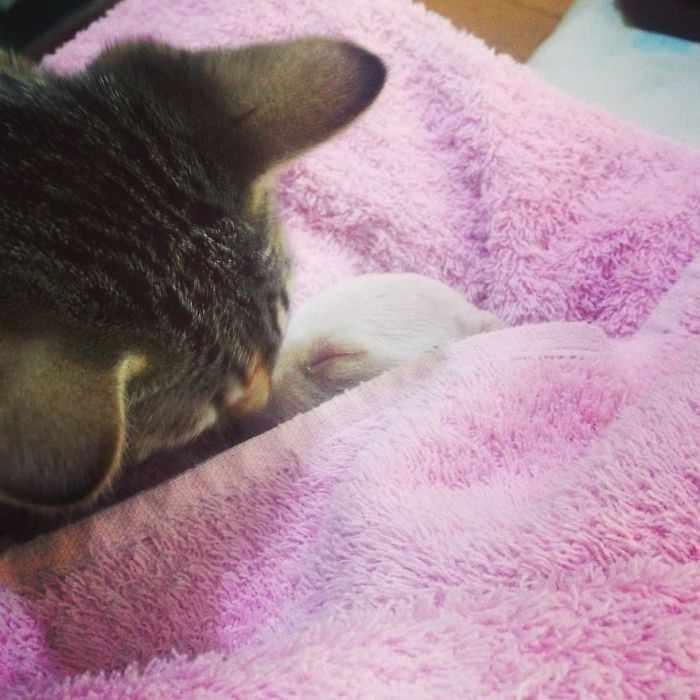 Кошки и Николас постоянно прижимались друг к другу кошки, питбуль, щенок