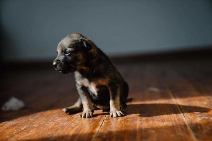 Helens-house-of-hope-A-new-life-for-the-abandoned-and-mistreated-dogs-of-Bulgaria-59db589a9ebcd__880