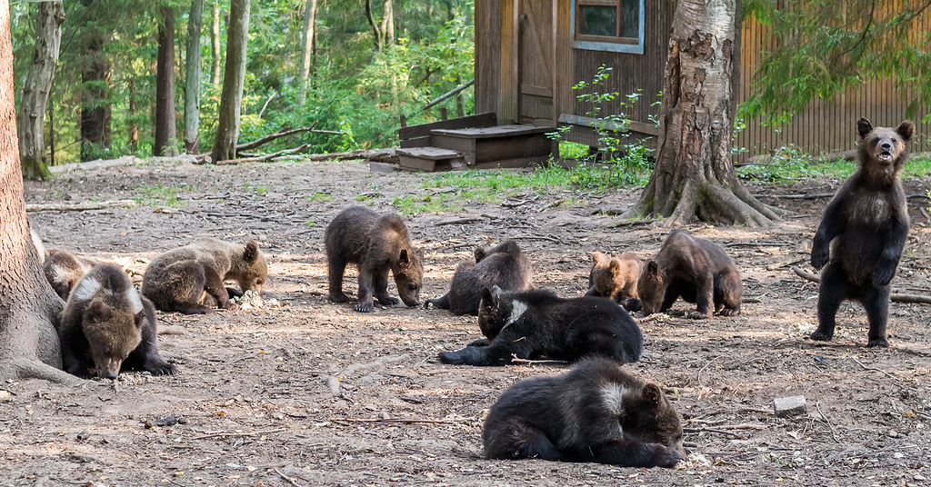 Как в России выращивают медведей