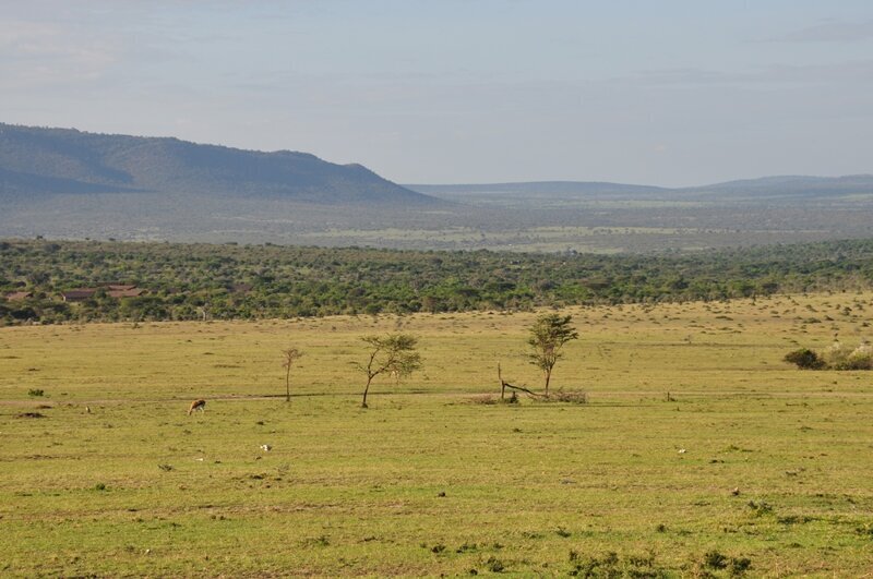 Из первых уст: незабываемые пейзажи Масаи-Мара МасаиМара, сафари, просто, животными, животных, Кении, время, саванны, машин, наиболее, заповедника, Серенгети, облегчает, кемпингах, части, крокодилов, можно, парка, геймдрайв, здесь