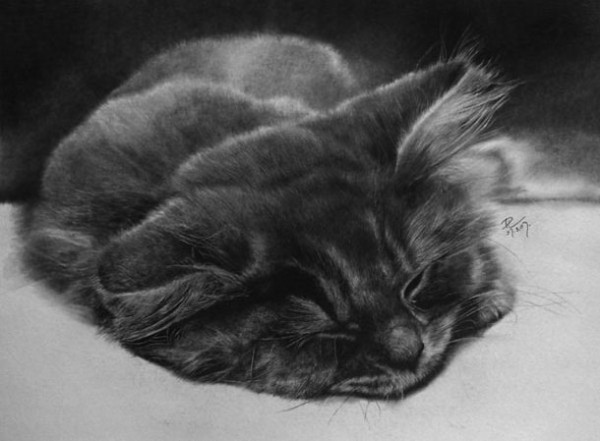 Фотографические рисунки кошек от Paul Lung животные