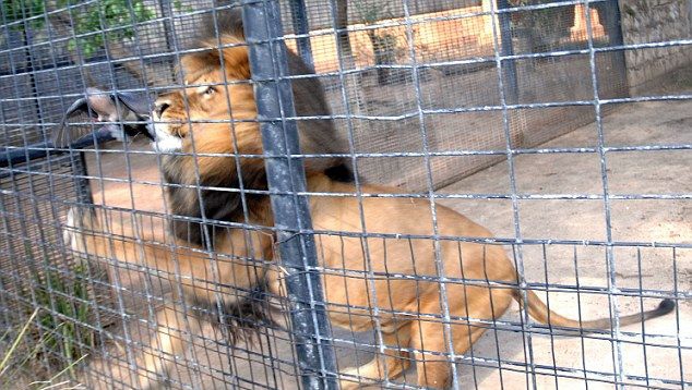  Голубя занесло в клетку со львом голубь, лев