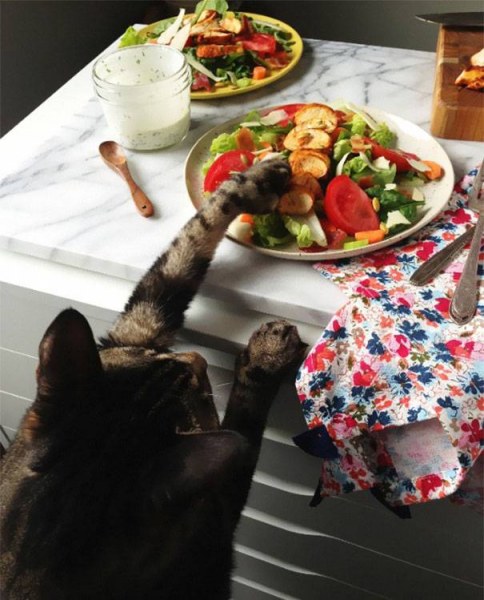 Усатые воришки Усатые воришки