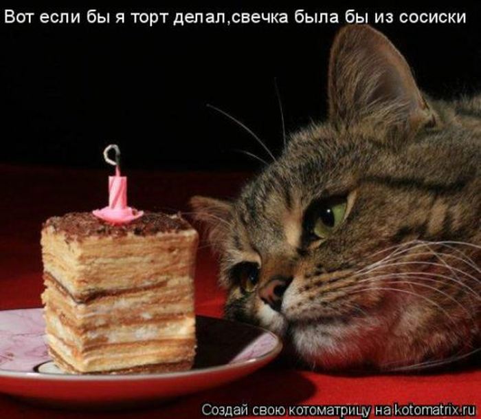 Устал, как собака? Отдохни, как кошка! Устал, как собака? Отдохни, как кошка!