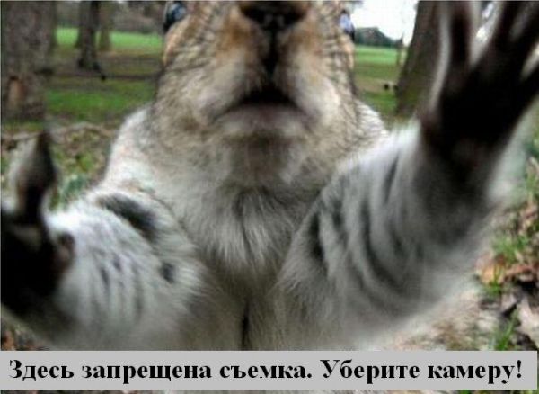 Зверьё моё... веселые картинки,животные,позитив,Смешные животные