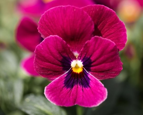 Viola cornuta Viola cornuta