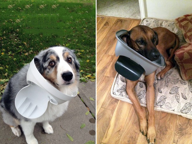 застрявшие собаки делают вид что все ок