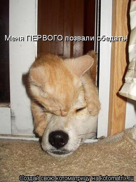 Устал, как собака? Отдохни, как кошка! Устал, как собака? Отдохни, как кошка!