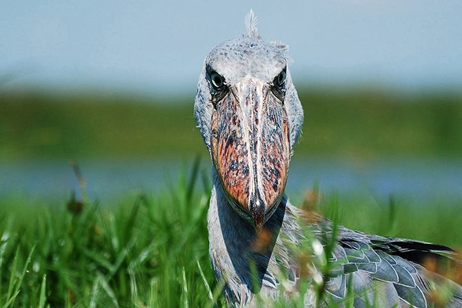 Птичий конкурс Audubon Photography Awards 2015