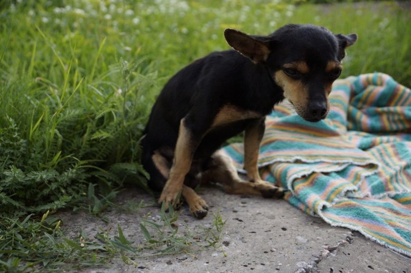 Хозяева обошлись с маленьким псом с невероятной жестокостью инвалид, пес, собака, чихуахуа